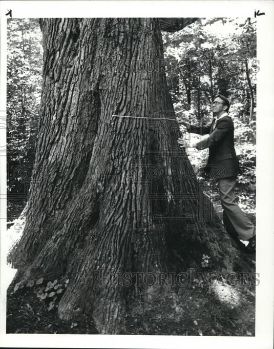 1984 Press Photo 200 Year Old Tree - cva99282 - Historic Images