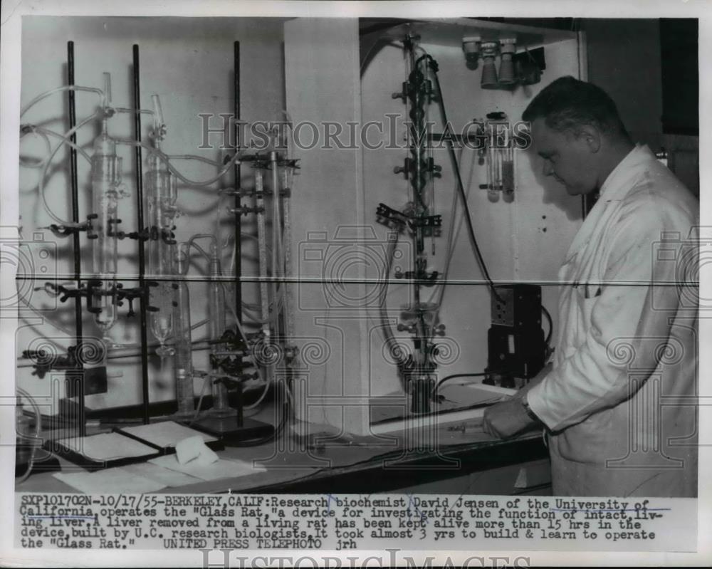 1955 Press Photo Research Biochemist David Jensen Univ. Of California - Historic Images