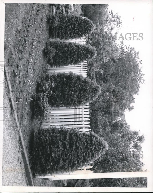 1970 Press Photo Four beautifully trimmed upright Japanese Yews are - cva77372 - Historic Images