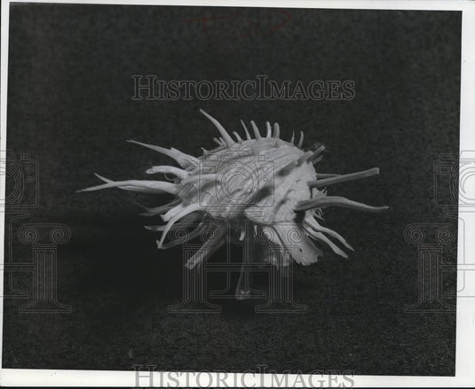 1967 Press Photo The Thorny Oyster - cva79142 - Historic Images