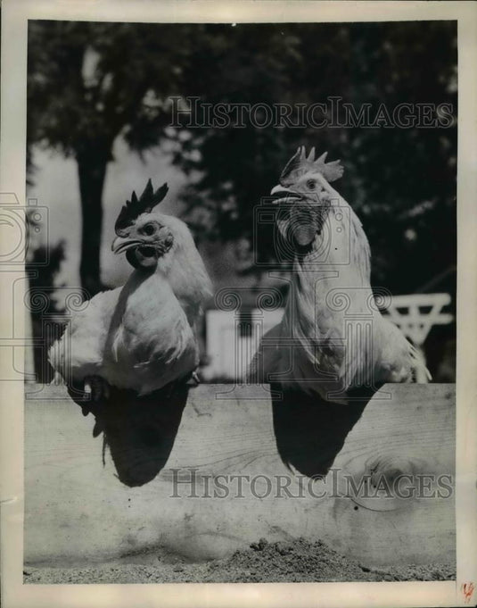 1949 Press Photo Wingless Rooster and Hen bred by Peter H. Baumann. - Historic Images