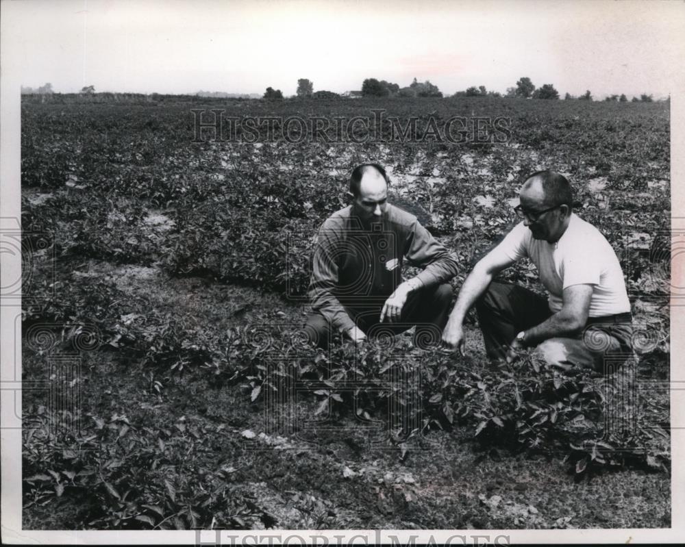 Undated Press Photo Fran Junis and Howard Sacks, Sanduskly County Farmer. - Historic Images