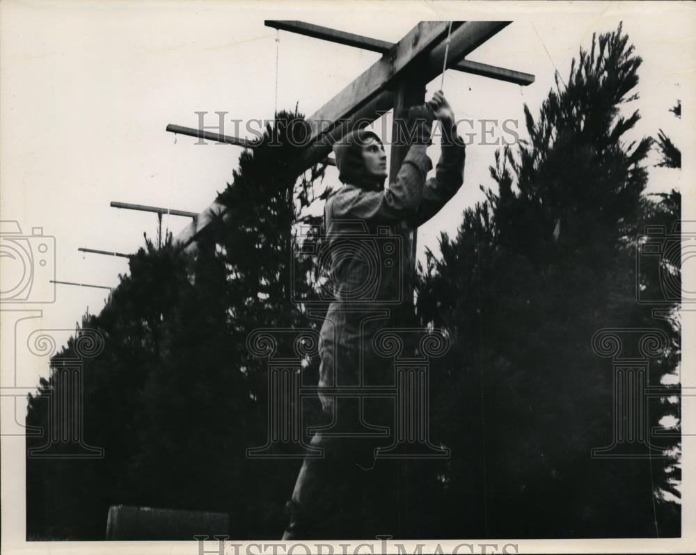 1965 Press Photo Christmas Trees Suspended from Ropes at Creawood Forest, Ohio - Historic Images