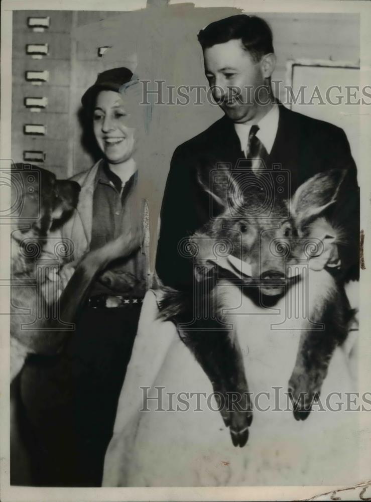 1936 Press Photo Head and Skin of Boar killed in American Boar Hunt. - Historic Images