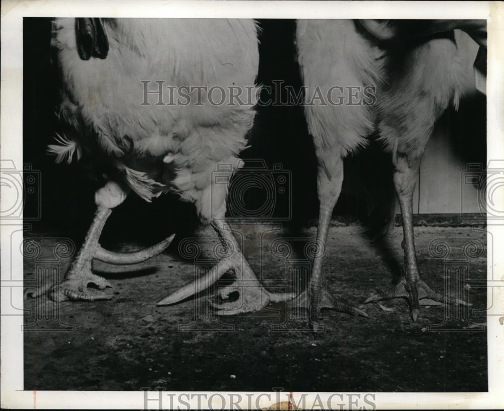 1942 Press Photo Dr Higbee&#39;s Experimental Chicken with Soft Feathers-Huge Spurs - Historic Images