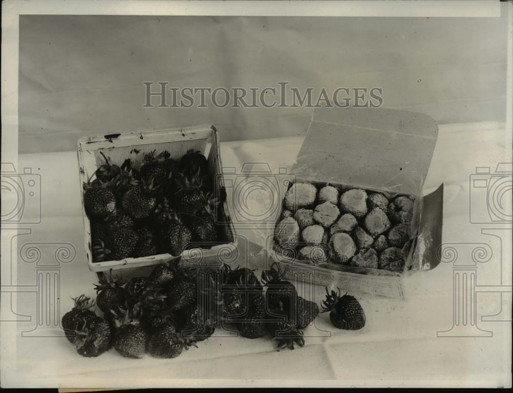 1931 Press Photo 3 Day Old Strawberries & Quick Frozen Strawberries - Historic Images