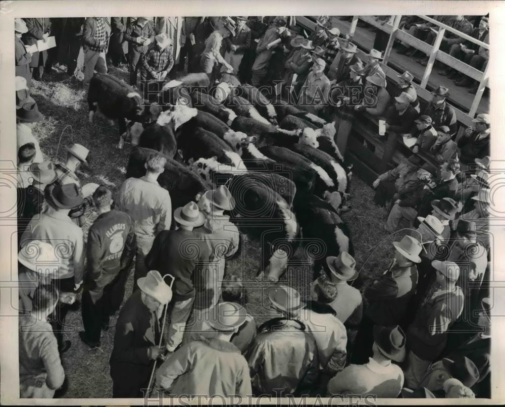 1949 Press Photo Hereford Steer Calves Auctioned at Chicago Cattle Show - Historic Images