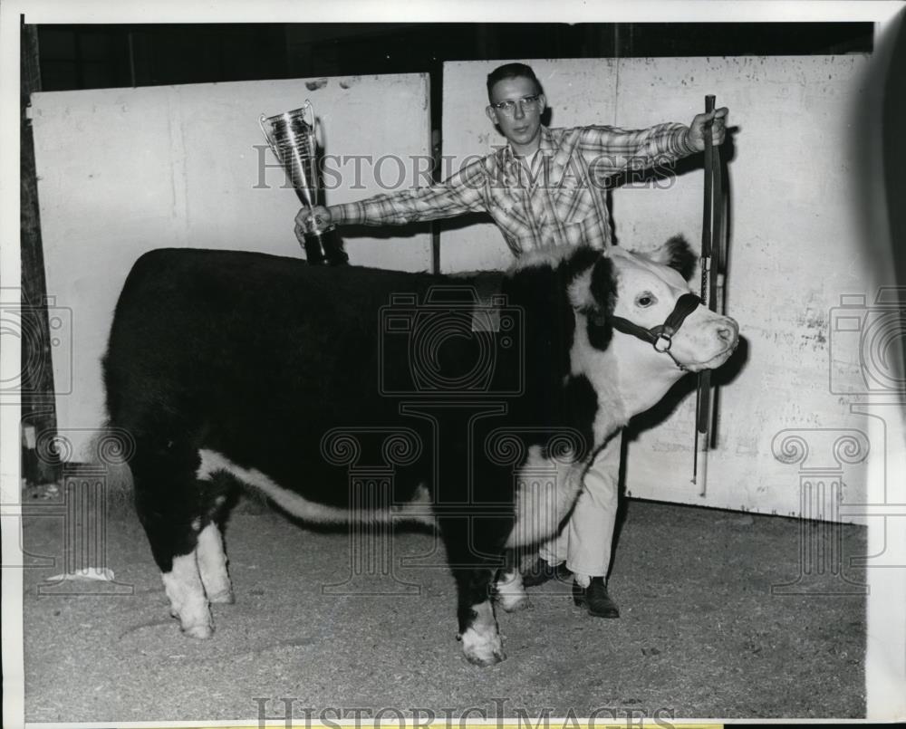 1961 Press Photo Chicago John Cherveny poses with Wee Willie. 1050lb Hereford. - Historic Images