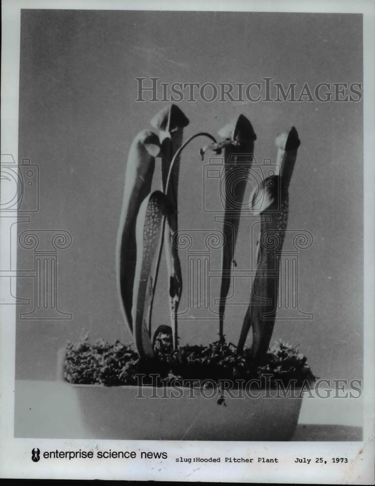 1973 Press Photo Hooded Pitcher Plant - Historic Images