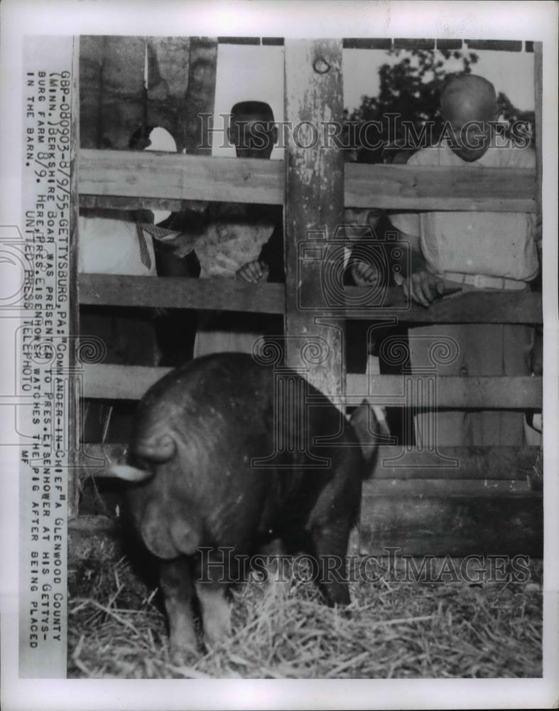 1955 Press Photo President Eisenhower &amp; a Berkshire boar at Gettysburg PA farm - Historic Images