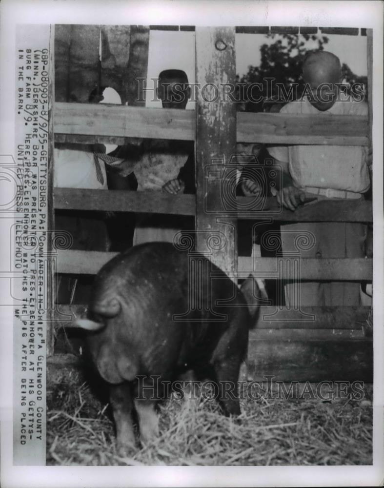 1955 Press Photo President Eisenhower & a Berkshire boar at Gettysburg PA farm - Historic Images