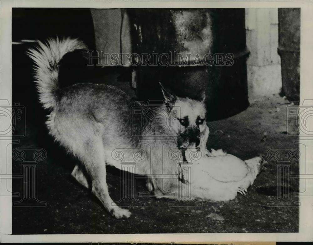 1945 Press Photo Dog &quot;Pluto&quot; Herding Loose Chickens - Historic Images