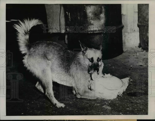 1945 Press Photo Dog "Pluto" Herding Loose Chickens - Historic Images