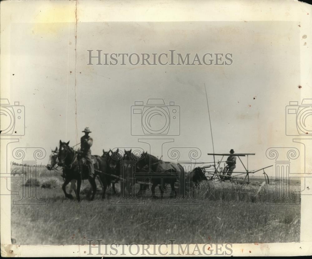 1927 Press Photo Six Horses and a binder of George Miller of Sawyer at Work. - Historic Images