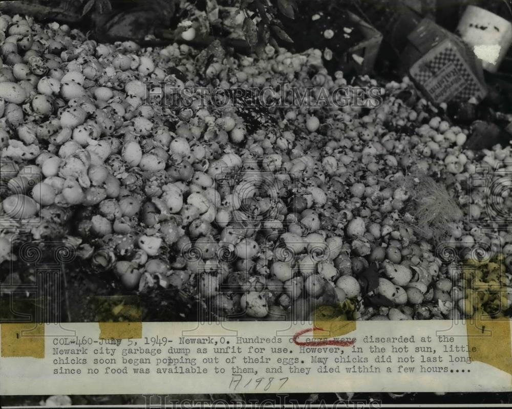 1949 Press Photo Hundreds of Eggs Discarded Starting Hatching in Heat - Historic Images