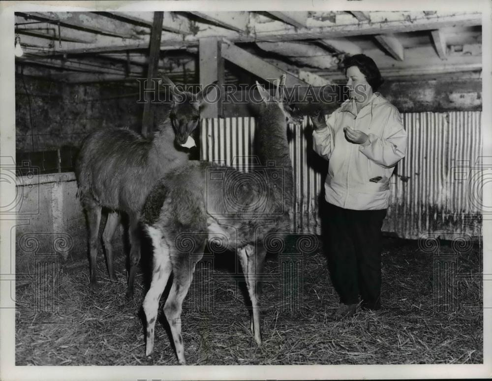 1958 Press Photo Mrs Mack Gordon &amp; Llamas - Historic Images