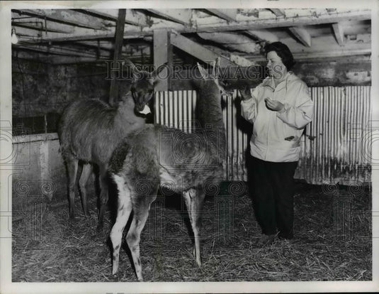 1958 Press Photo Mrs Mack Gordon & Llamas - Historic Images
