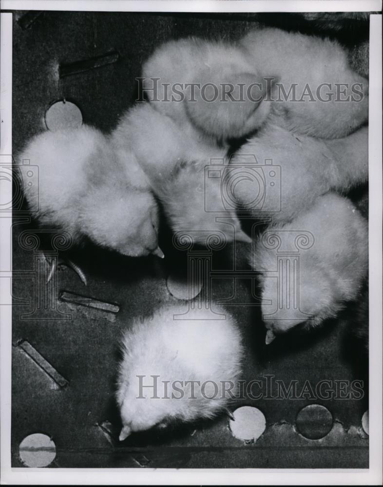 1955 Press Photo Betsville chicks that will be broilers in ten weeks - nee88479 - Historic Images