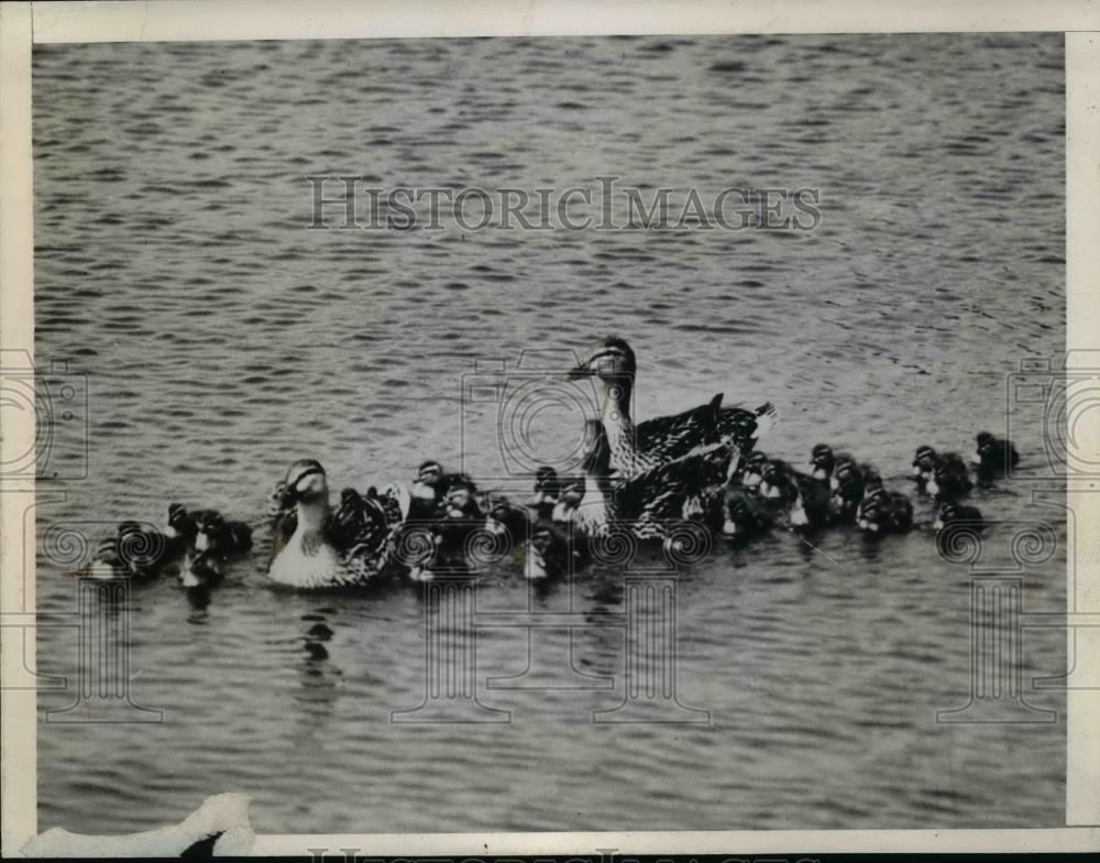 1944 Press Photo Mallard ducks &amp; chicks at River;s Island North Carolina - Historic Images