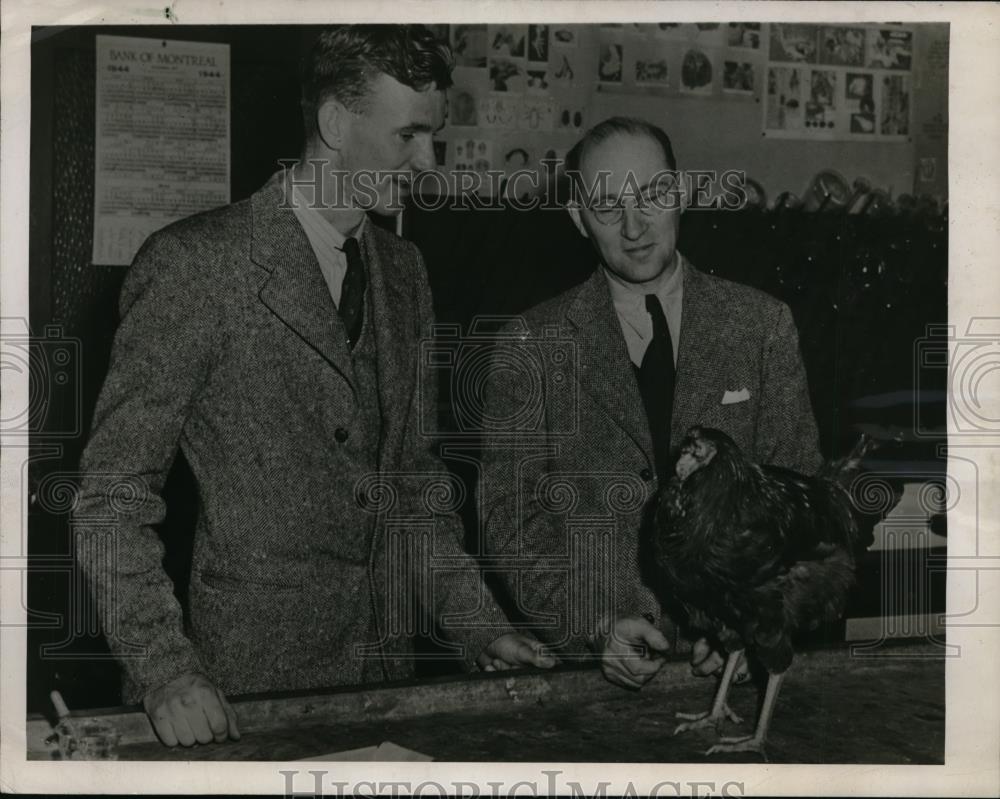 1945 Press Photo Chicken alive after two weeks of removing her head - nee87880 - Historic Images