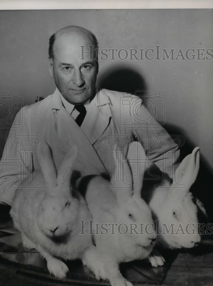 1950 Press Photo Swedish Professor Costa Haggquist &amp; huge rabbits - nee86202 - Historic Images