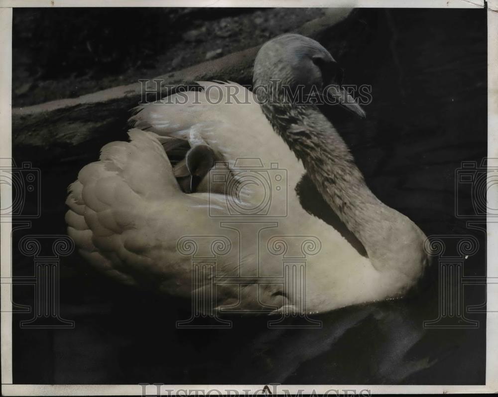 1941 Press Photo A cygnet swan &amp; its mother at Santa Catalina Park in CA - Historic Images