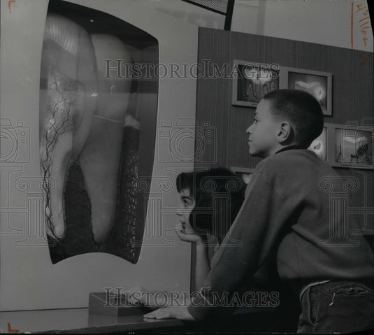 1964 Press Photo Madeline Drexler & Ted Koppel at Cleveland Health Museum - Historic Images