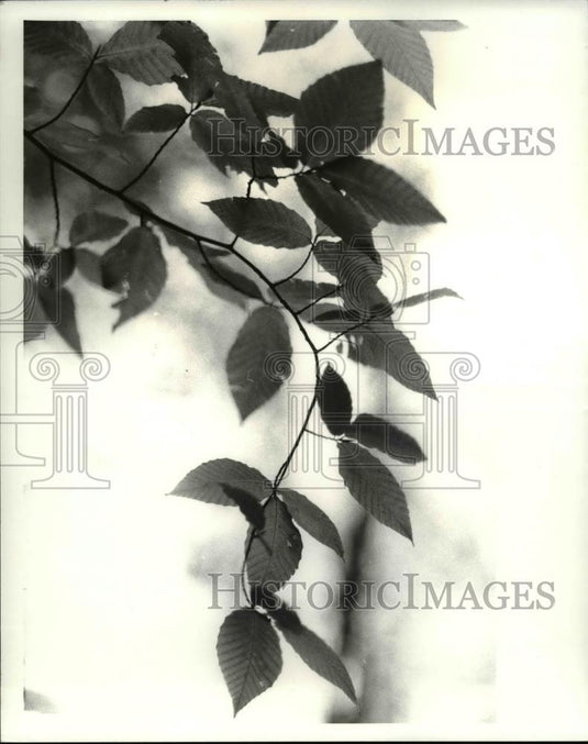 1983 Press Photo Metro Parks Interpretive Center (Rocky River), autumn - Historic Images
