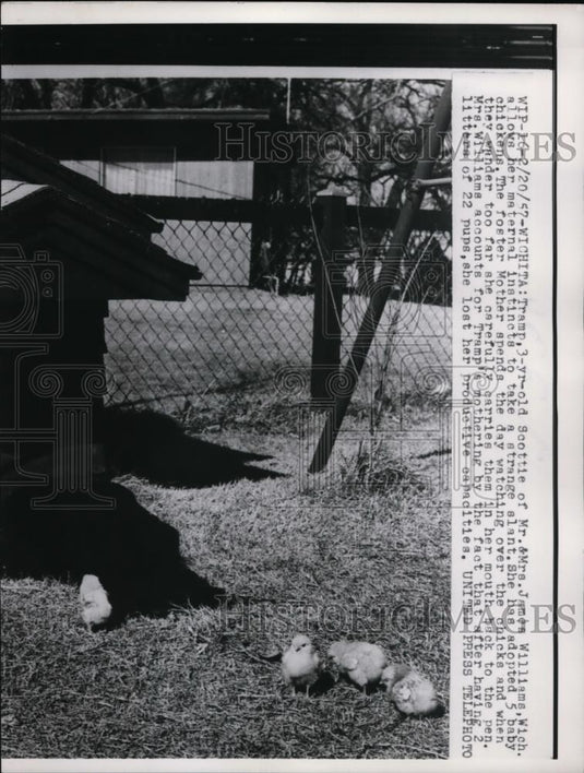 1957 Press Photo Five Baby Chickens adopted by Mr and Mrs Williams of Wichita - Historic Images