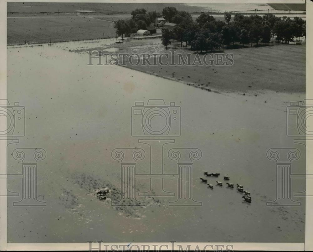 1951 Press Photo Livestock drowned after the rain swollen of Vermillion River - Historic Images