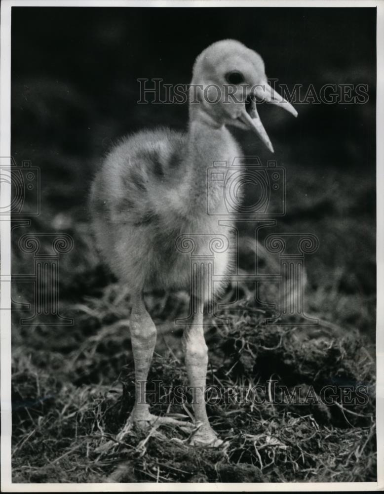 1962 Press Photo Otto the bird after just hatching from an egg - nee88452 - Historic Images