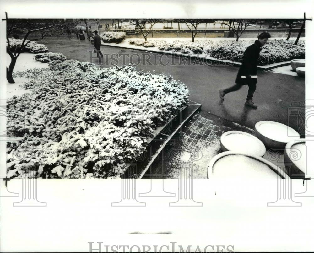 1988 Press Photo Snowfall Left a Sugar Coating on the Shrubs at Public Square - Historic Images