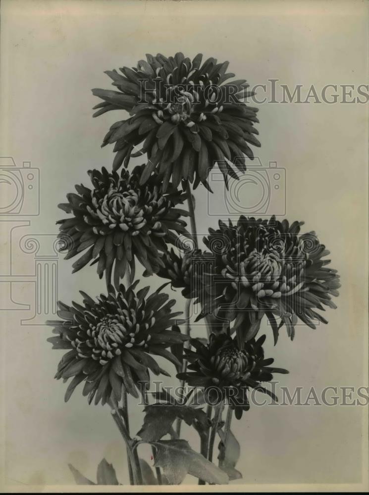 1954 Press Photo Flowers - nee86130 - Historic Images