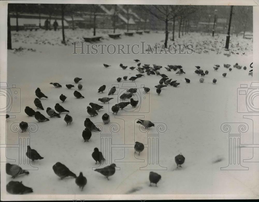 1937 Press Photo Pigeons peck for food in asnow covered landscape - nee85703 - Historic Images