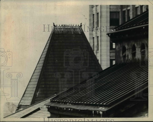 1934 Press Photo Starlin birds perched on a Cleveland Ohio building - nee85711 - Historic Images