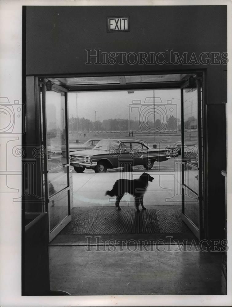 1960 Press Photo A dog stand in doorway of a Cleveland Ohio building - nee85761 - Historic Images