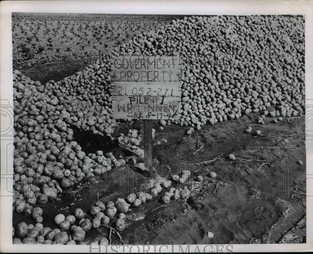 1952 Press Photo Surplus potatoes bought by US goverment to ship to distillery - Historic Images