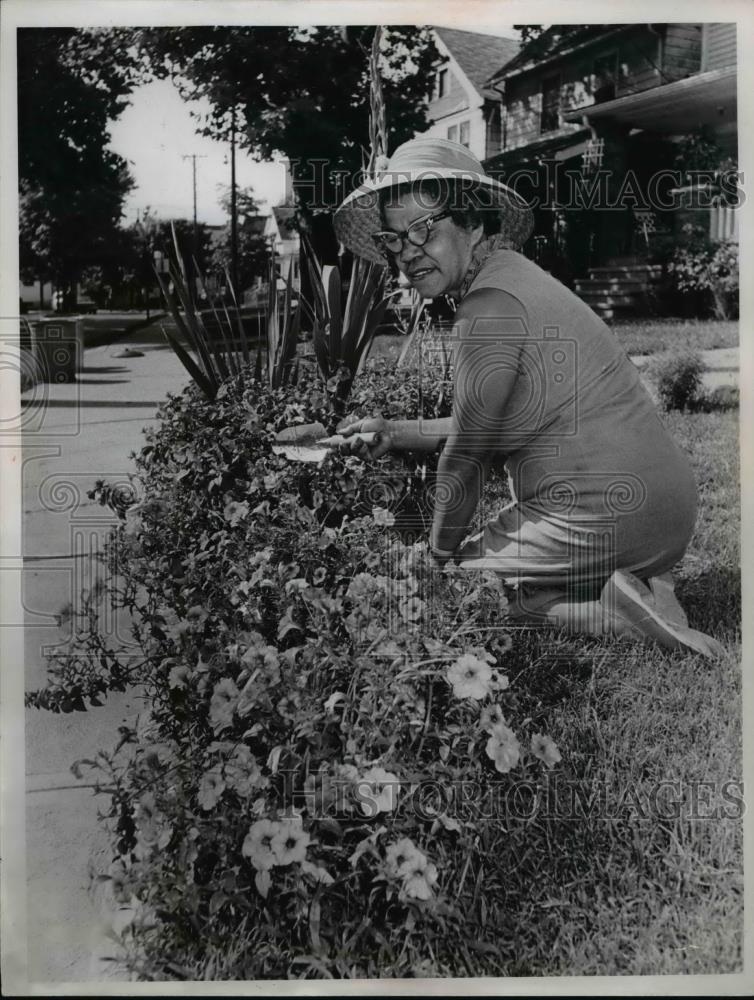 1966 Press Photo Mrs Ernest Curtis works with flowers in her Cleveland yard - Historic Images