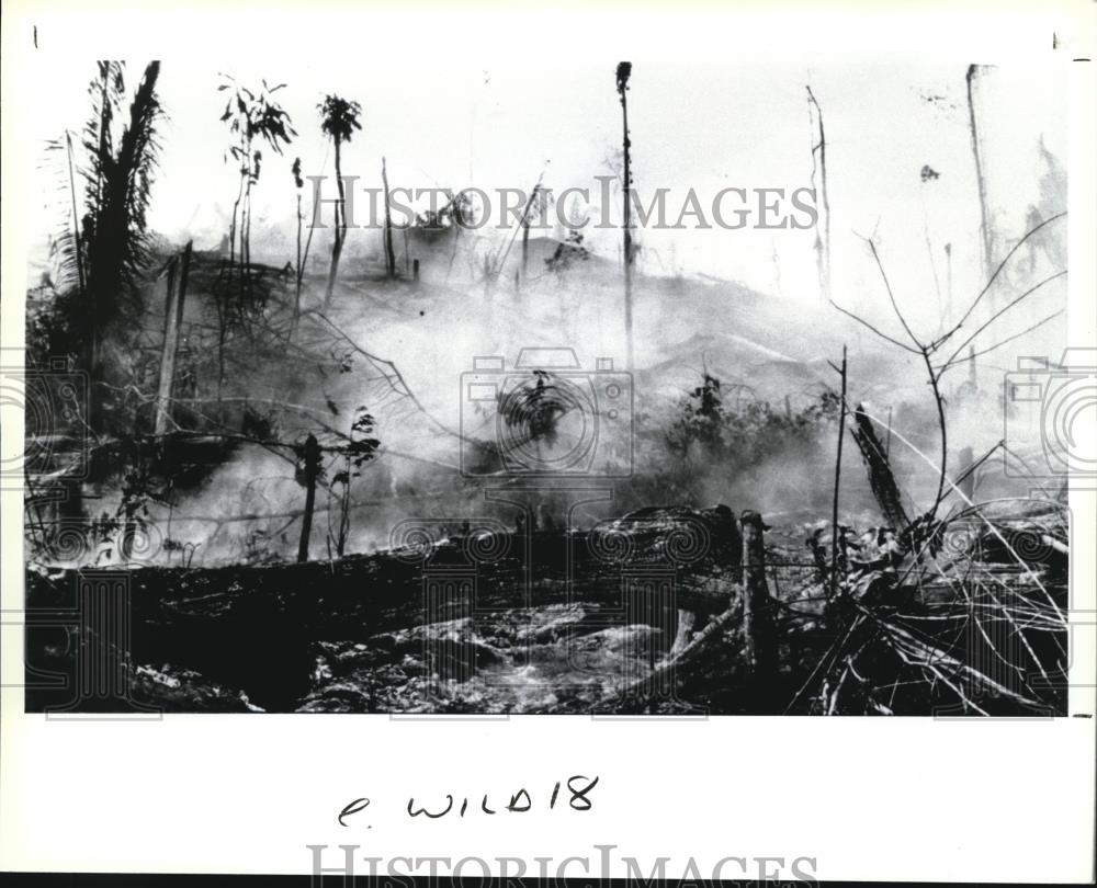 1990 Press Photo The destruction of the Amazon rain forest - cva73772 - Historic Images