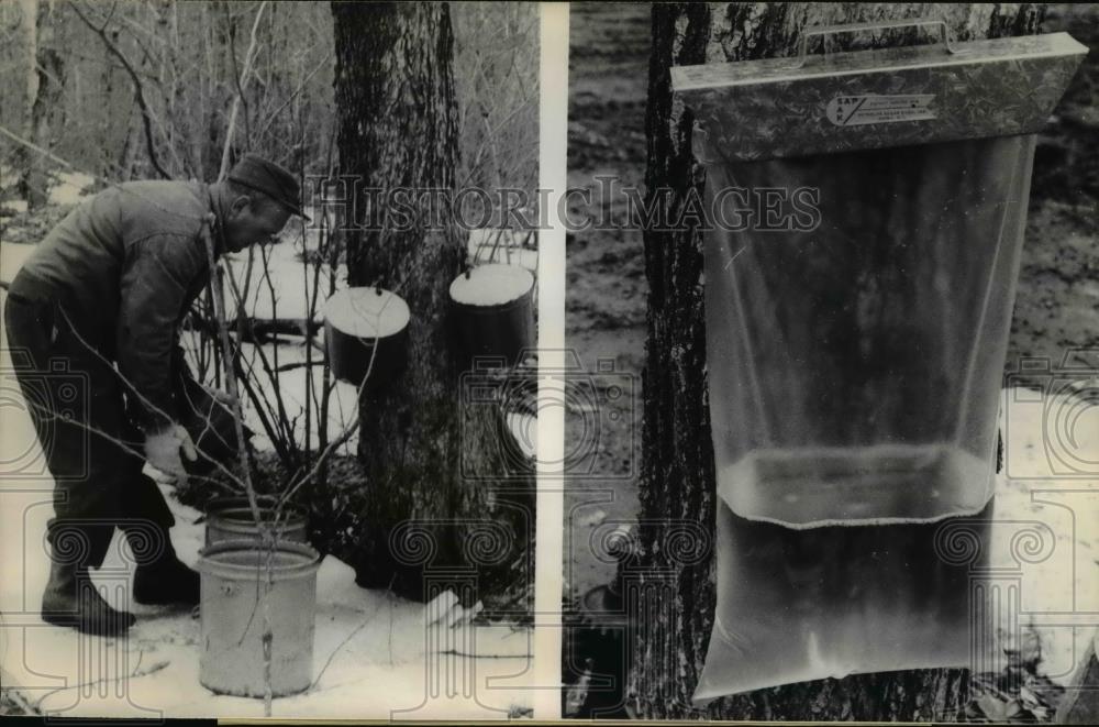 1966 Press Photo Bob Smith empties a small bucket full of Maple sap in container - Historic Images