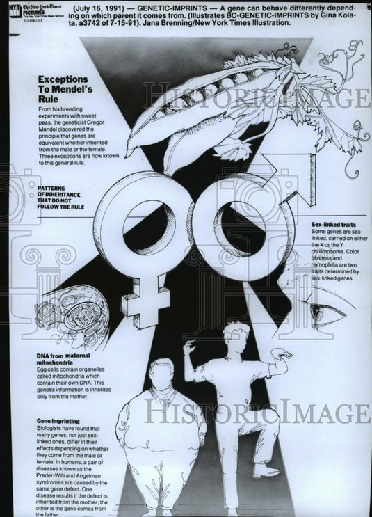 1991 Press Photo Genetics - cva72114 - Historic Images