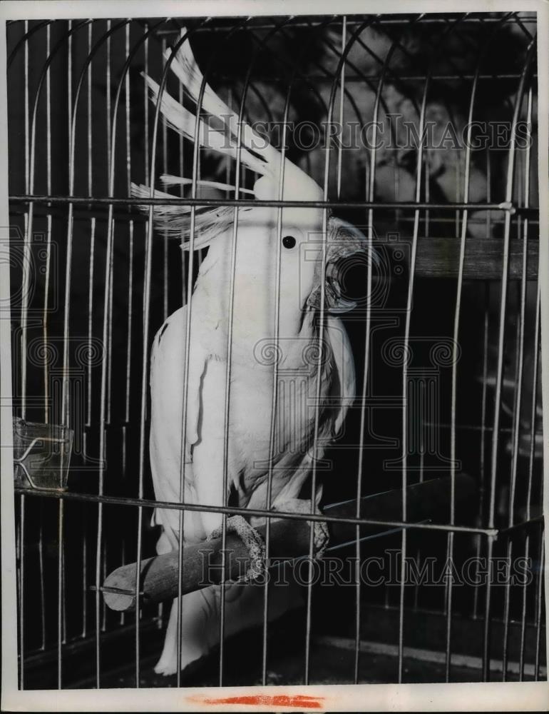 1959 Press Photo Sulphur crested Cockatoo names Paul says hello to visitors - Historic Images