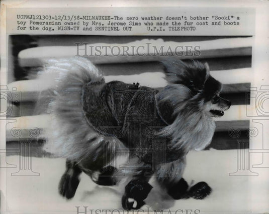 1958 Press Photo Pomeranian dog owned by Mrs Jerome Sims in Milwaukee WI - Historic Images