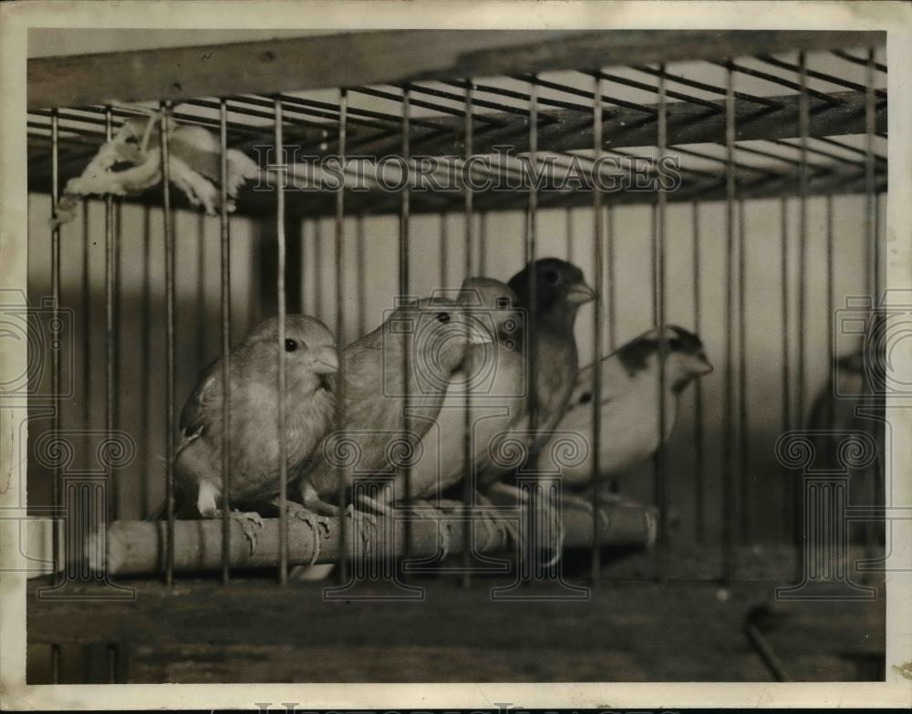 1939 Press Photo Mr Canary &amp; mate Pearl &amp; their chicks in a cage - nee85706 - Historic Images