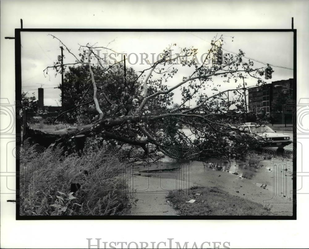 1990 Press Photo Tree destroyed by high winds at Northeast corner E.65th. - Historic Images