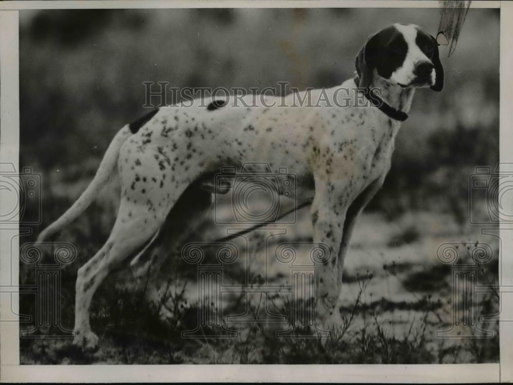 1936 Press Photo Air Pilot Sam Pointer Club of America at dog trials - nee85574 - Historic Images