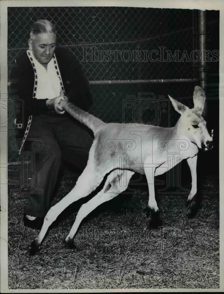 1960 Press Photo Yankee Kangaroo Gets A Yank From Keeper George Stewart - Historic Images