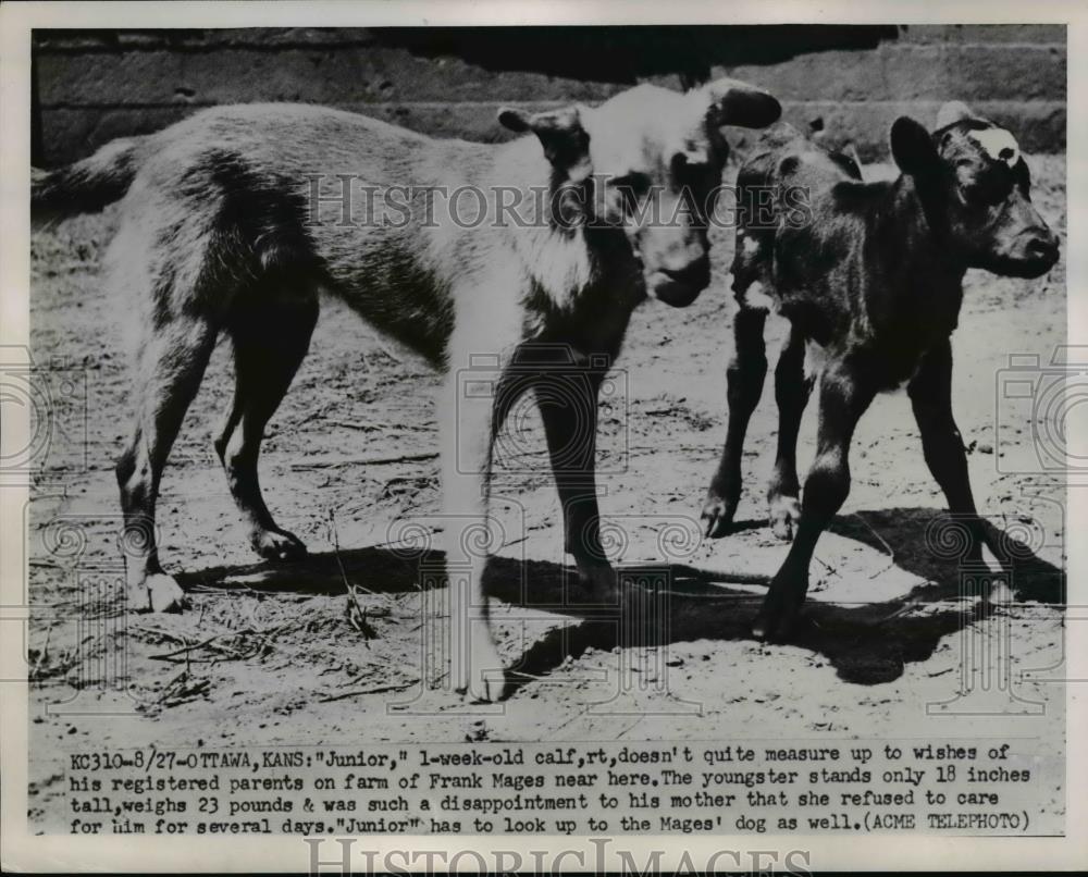 1951 Press Photo Junior a week old calf at Frank Mages farm in Ottawa Kansas - Historic Images