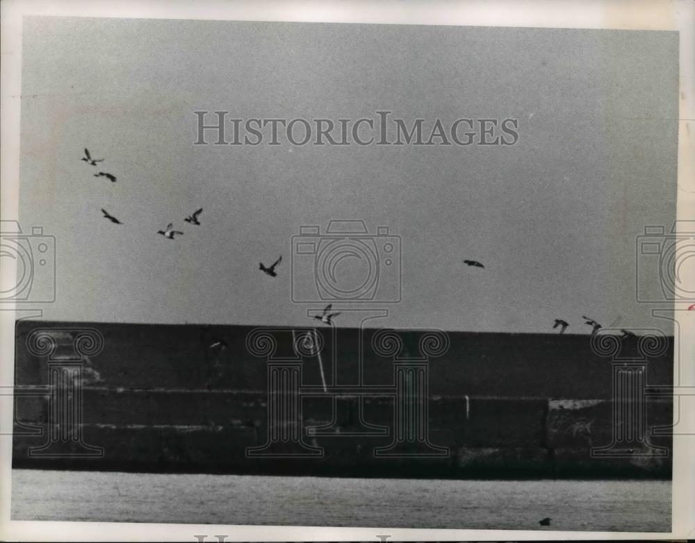 1965 Press Photo Cleveland Ohio lakefront &amp; ducks at Edgewater Park - nee85709 - Historic Images