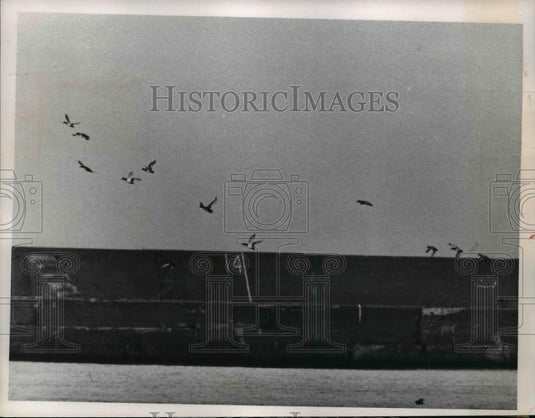 1965 Press Photo Cleveland Ohio lakefront & ducks at Edgewater Park - nee85709 - Historic Images